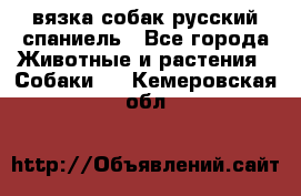 вязка собак русский спаниель - Все города Животные и растения » Собаки   . Кемеровская обл.